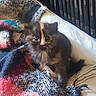 animal, blanket, books, cat, colorful, cozy, curious, cute, feline, fluffy, fur, indoors, kitten, knitted, pet, portrait, sitting, small, soft, young