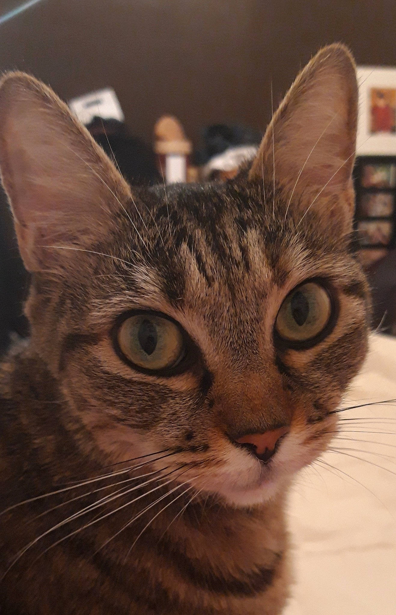 Indie a rejoint le concours — aidez-le/la à gagner de superbes lots ! carnivore, cat, close_up, domestic_short_haired_cat, ear, eye, felidae, fur, hair, head, small_to_medium_sized_cats, snout, terrestrial_animal, whiskers, wildlife