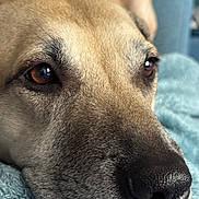 Dolce joined the competition — help win amazing prizes! animal, blanket, blue_blanket, brown_eyes, canine, close_up, dog, domestic_animal, face, fur, indoor, macro, nose, pet, portrait, relaxed, resting, sleepy, soft_texture, whiskers