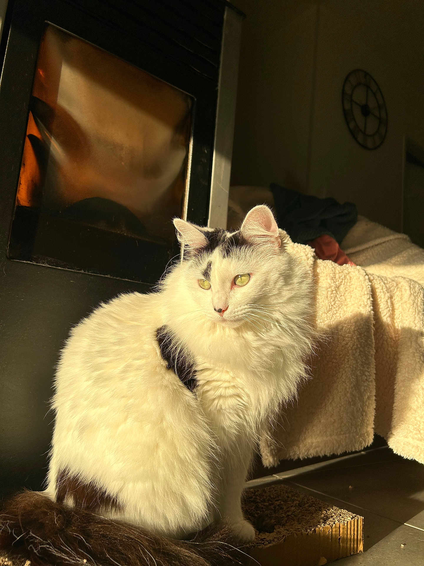Blanche a rejoint le concours — aidez-le/la à gagner de superbes lots ! cat, white_cat, black_patches, fluffy, sunlight, indoor, blanket, fireplace, cozy, floor, feline, pet, relaxed, warm_light, home, domestic_animal, sitting, tail, curious, quiet