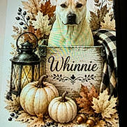 Whinnie Bushey joined the competition — help win amazing prizes! dog, portrait, autumn, fall, pumpkin, leaves, lantern, plaid_blanket, rustic, decor, seasonal, harvest, berries, wooden_sign, animal, pet, front_facing, ears, nose, indoor
