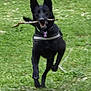 active, animal, black_dog, canine, collar, daylight, dog, ears, field, fur, grass, happy, motion, mouth, nature, outdoor, pet, playful, running, stick
