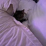 Charlie joined the competition — help win amazing prizes! cat, tabby_cat, bed, bed_sheet, white_bedding, purple_light, indoor, pet, animal, feline, resting, cozy, soft_texture, curtain, fabric, comfort, home, quiet, sleepy, hidden