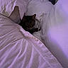 cat, tabby_cat, bed, bed_sheet, white_bedding, purple_light, indoor, pet, animal, feline, resting, cozy, soft_texture, curtain, fabric, comfort, home, quiet, sleepy, hidden