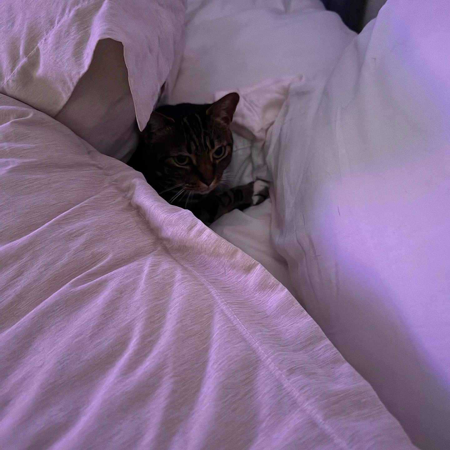 Charlie joined the competition — help win amazing prizes! cat, tabby_cat, bed, bed_sheet, white_bedding, purple_light, indoor, pet, animal, feline, resting, cozy, soft_texture, curtain, fabric, comfort, home, quiet, sleepy, hidden