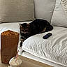 cat, tabby_cat, couch, sofa, remote_control, drink, iced_coffee, straw, paper_bag, wooden_table, nap, relaxed, indoor, home, living_room, pet, feline, beverage, furniture, cozy