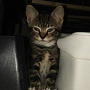 Charlie Ann is registered to the contest to win money with this photo: kitten, cat, tabby, fur, animal, pet, indoor, carpet, white_rug, furniture, wood, curious, small, cozy, dim_light, closeup, cute, young, whiskers, ears