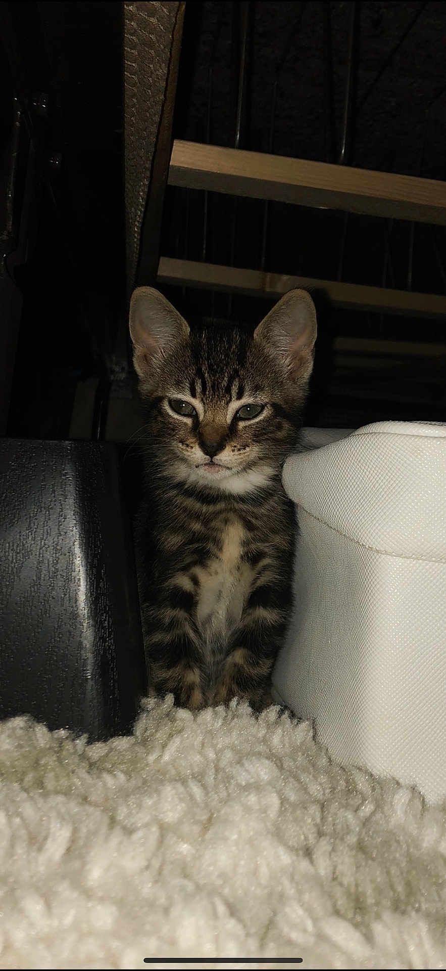 Charlie Ann is registered to the contest to win money with this photo: kitten, cat, tabby, fur, animal, pet, indoor, carpet, white_rug, furniture, wood, curious, small, cozy, dim_light, closeup, cute, young, whiskers, ears