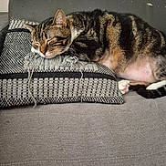 Junior a rejoint le concours — aidez-le/la à gagner de superbes lots ! cat, tabby, sleeping, pillow, couch, striped_fur, indoor, pet, relaxed, cozy, feline, resting, whiskers, ears, paw, fur, home, comfort, closeup, animal