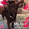 dog, small_dog, brown_dog, bed, bedspread, ears, collar, indoor, room, laundry_basket, furniture, heart_graphics, text_overlay, pet, cute, animal, domestic_animal, portrait, standing, looking_at_camera