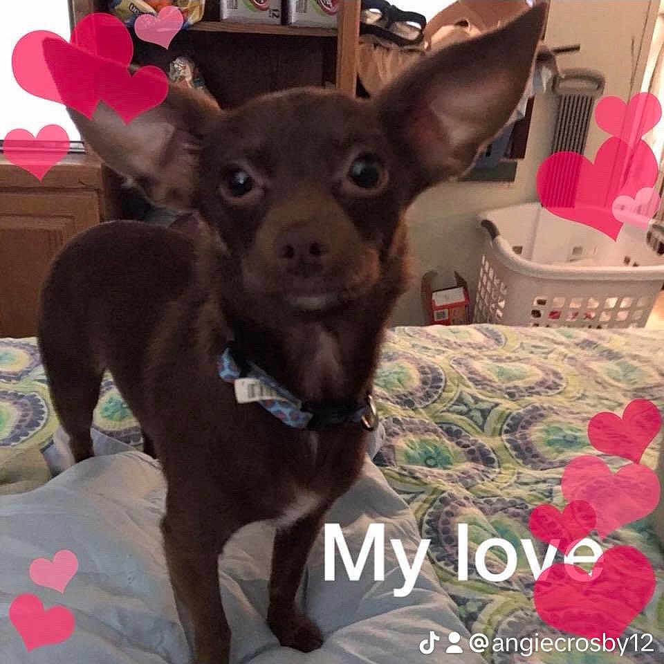 Coco joined the competition — help win amazing prizes! dog, small_dog, brown_dog, bed, bedspread, ears, collar, indoor, room, laundry_basket, furniture, heart_graphics, text_overlay, pet, cute, animal, domestic_animal, portrait, standing, looking_at_camera