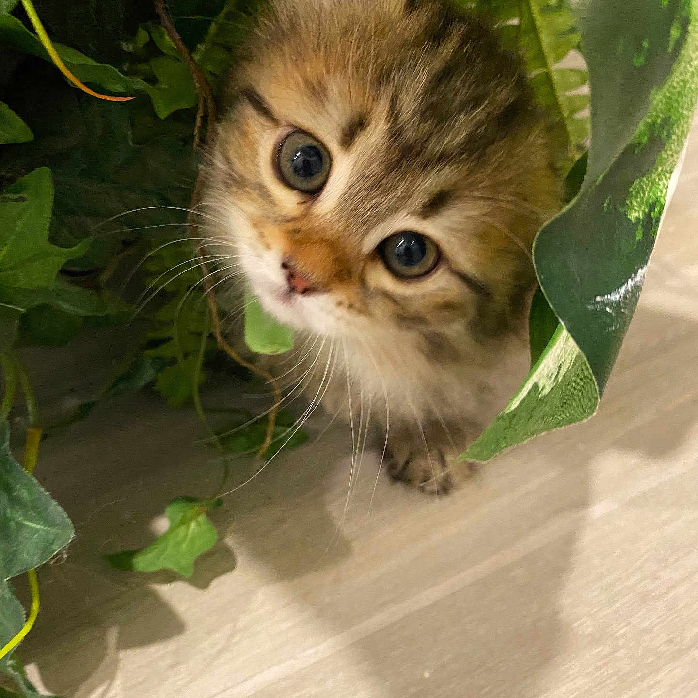 Vanya joined the competition — help win amazing prizes! abyssinian, angora, animal, cat, green, herbal, herbs, ivy, kitten, leaf, manx, ocelot, pet, plant, pottedplant, vegetation