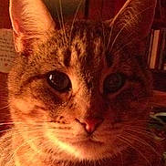 Runt is registered to the contest to win money with this photo: