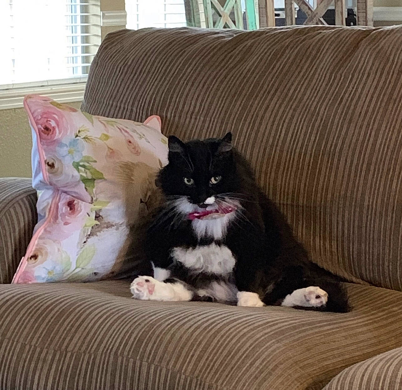 Boots joined the competition — help win amazing prizes! carnivore, cat, comfort, couch, felidae, floor, flooring, grey, hardwood, linens, living_room, mammal, small_to_medium_sized_cats, studio_couch, tail, textile, whiskers, window, window_blind, wood