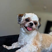 Ozzy is registered to the contest to win money with this photo: dog, pet, tongue_out, fluffy, cute, lying_down, indoor, close_up, white_fur, brown_fur, small_dog, happy, animal, canine, portrait, relaxing, soft_texture, friendly, domestic, companion