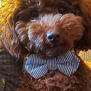 Pluto is registered to the contest to win money with this photo: adorable, animal, bow_tie, brown_fur, close_up, companion, cozy, curly_hair, cute, dog, domestic_animal, face, fluffy, friendly, furry, indoor, mammal, pet, pet_accessory, portrait