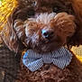 adorable, animal, bow_tie, brown_fur, close_up, companion, cozy, curly_hair, cute, dog, domestic_animal, face, fluffy, friendly, furry, indoor, mammal, pet, pet_accessory, portrait