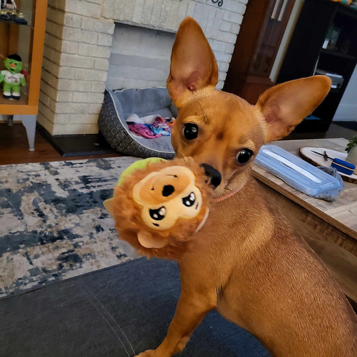 Delta is registered to the contest to win money with this photo: brown_dog, carpet, couch, cozy, curious, cute, dog, ears_up, fireplace, furniture, home, indoor, lion_toy, living_room, pet, pet_bed, plush_toy, small_dog, toy_in_mouth, wood_floor