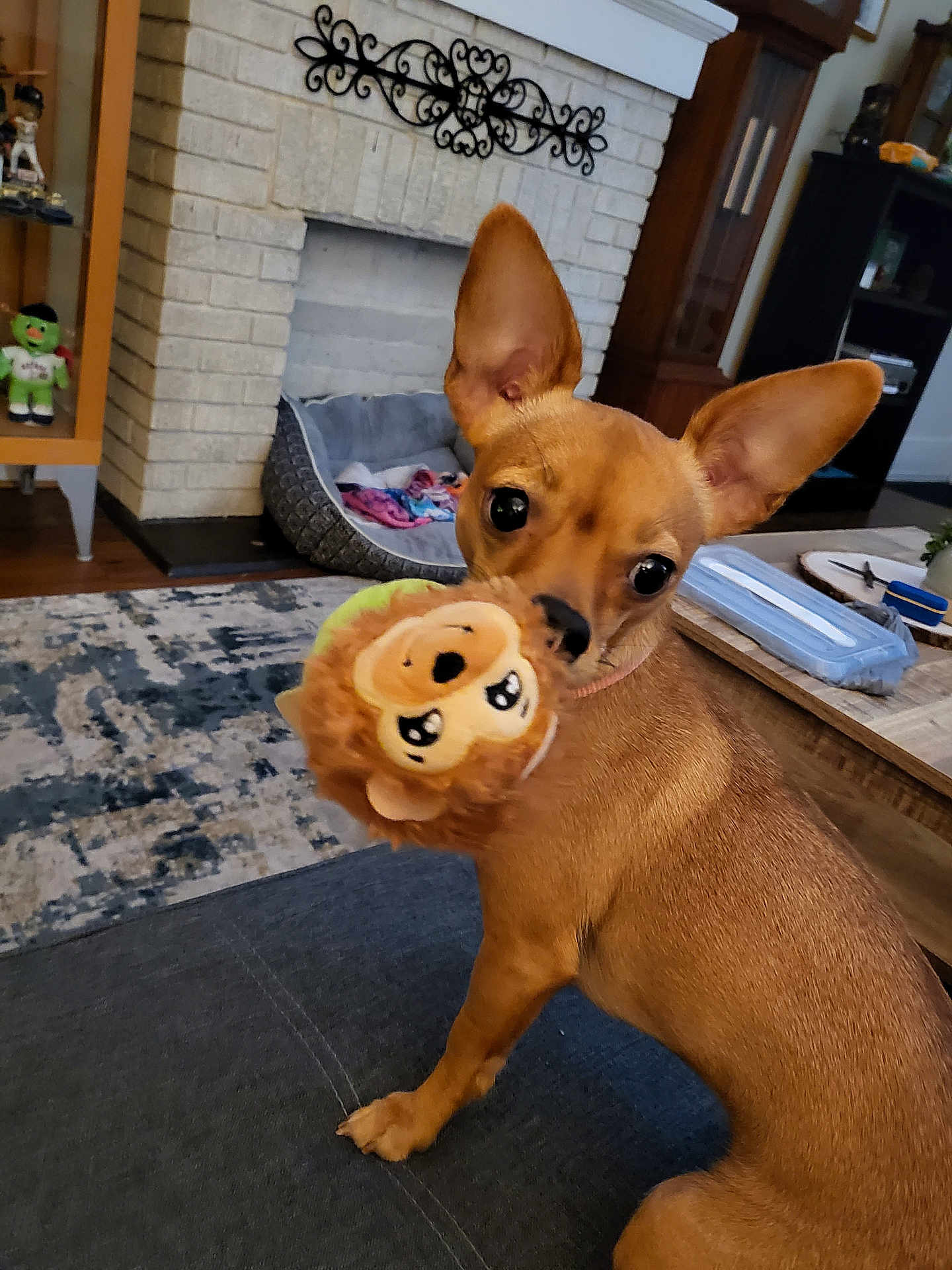 Delta is registered to the contest to win money with this photo: dog, small_dog, plush_toy, lion_toy, living_room, couch, fireplace, pet_bed, wood_floor, curious, ears_up, brown_dog, toy_in_mouth, indoor, home, carpet, furniture, cozy, pet, cute