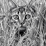Yume participe au concours pour gagner de l'argent avec cette photo : animal, black_and_white, camouflage, cat, closeup, curious, ears, eyes, feline, field, grass, hidden, muzzle, nature, outdoor, plants, portrait, quiet, stealth, wildlife