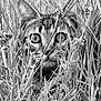 animal, black_and_white, camouflage, cat, closeup, curious, ears, eyes, feline, field, grass, hidden, muzzle, nature, outdoor, plants, portrait, quiet, stealth, wildlife