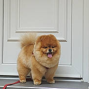 Brutus participe au concours pour gagner de l'argent avec cette photo : dog, pomeranian, fluffy, cute, pet, animal, standing, tongue_out, leash, doorstep, door, fur, small_dog, happy, outdoor, guard, companion, domestic_animal, mammal, friendly