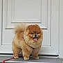 dog, pomeranian, fluffy, cute, pet, animal, standing, tongue_out, leash, doorstep, door, fur, small_dog, happy, outdoor, guard, companion, domestic_animal, mammal, friendly