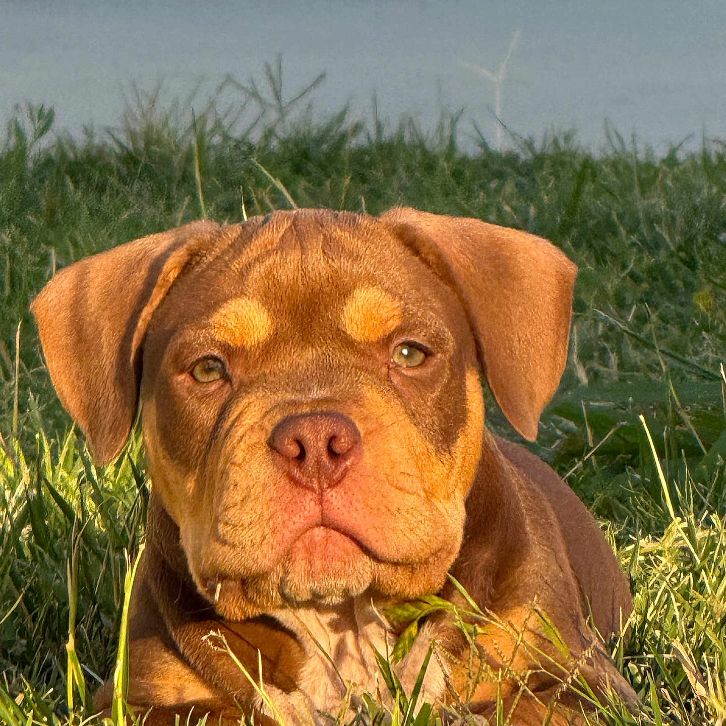 Rex joined the competition — help win amazing prizes! animal, brown_fur, canine, closeup, cute, dog, ears, eyes, face, grass, lying_down, mammal, nature, nose, outdoor, pet, portrait, puppy, sunlight, young_dog