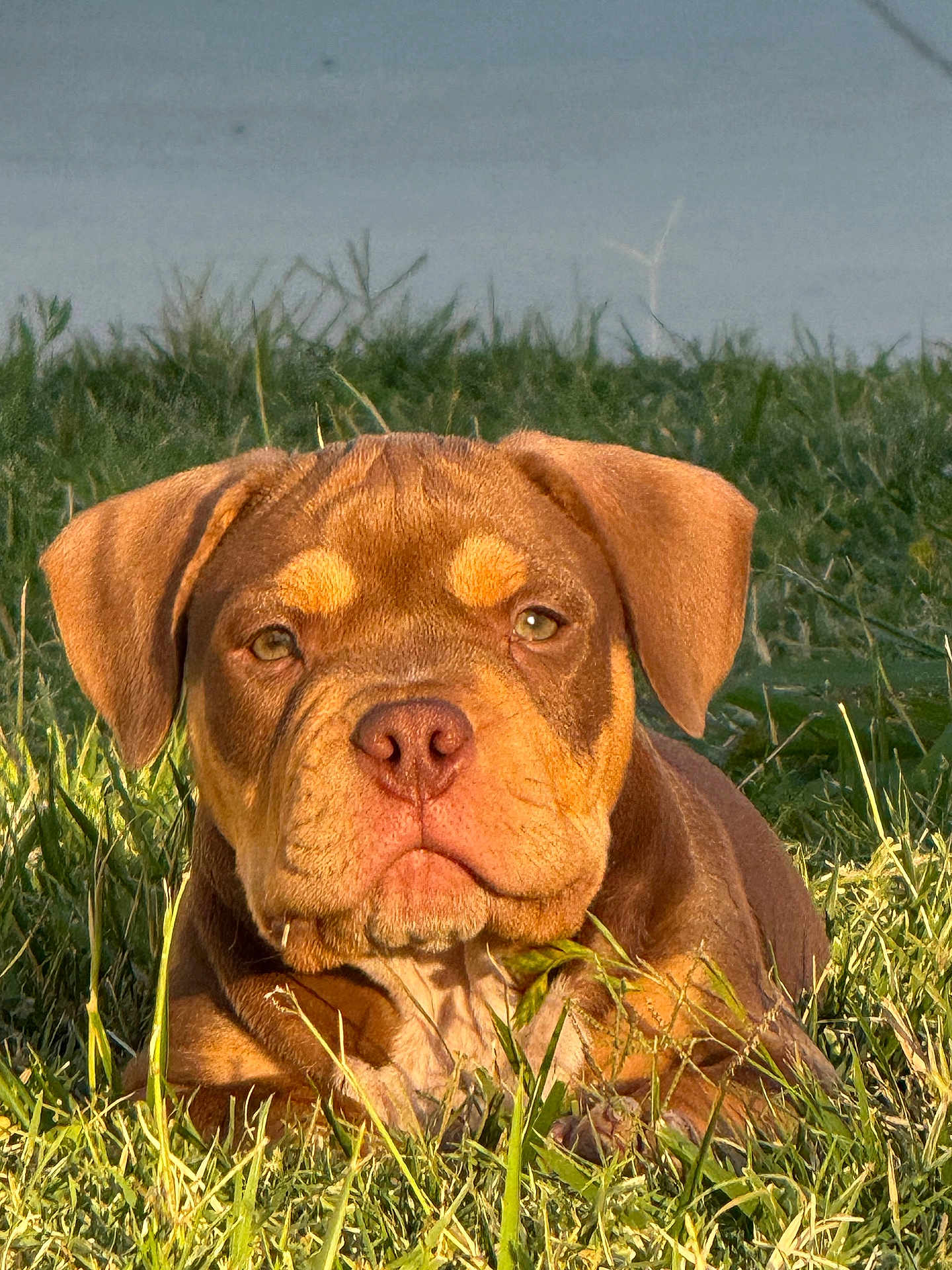 Rex joined the competition — help win amazing prizes! dog, puppy, brown_fur, grass, outdoor, sunlight, pet, canine, animal, nature, closeup, face, ears, nose, eyes, lying_down, young_dog, cute, portrait, mammal