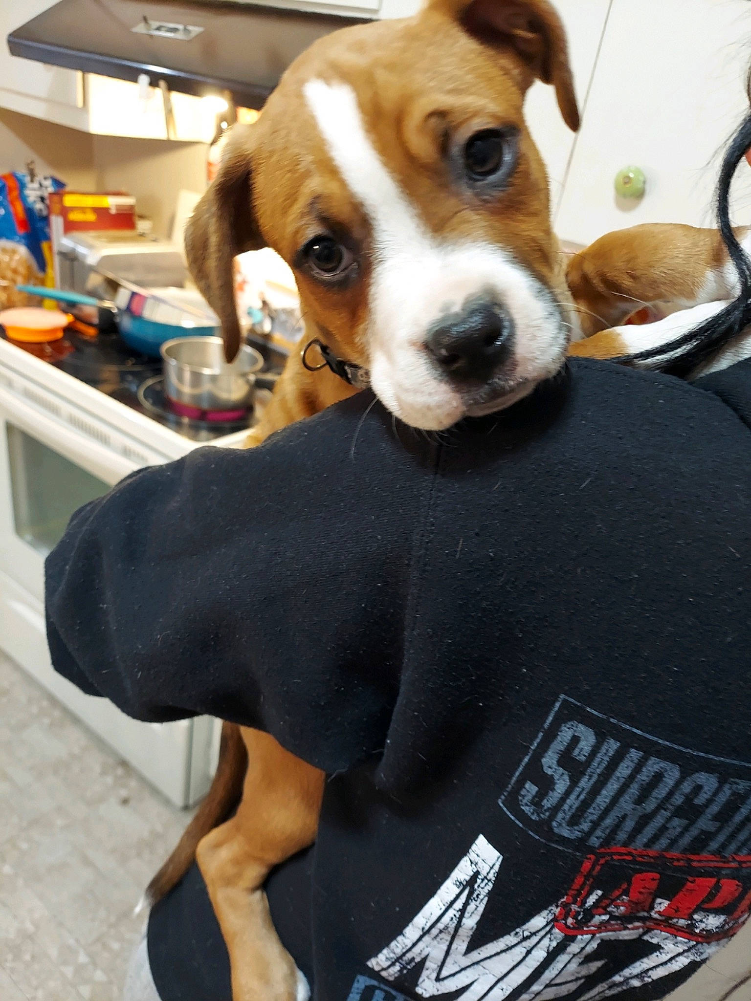 Drogo joined the competition — help win amazing prizes! beagle, carnivore, collar, companion_dog, dog, dog_breed, dog_supply, elbow, hound, hunting_dog, sleeve, t_shirt, working_animal
