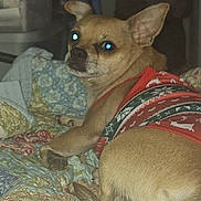 Chichi is registered to the contest to win money with this photo: dog, small_dog, chihuahua, pet, indoor, quilt, blanket, red_sweater, holiday_pattern, fur, tail, ears, face, lying_down, looking_back, cozy, bed, animal, cute, companion