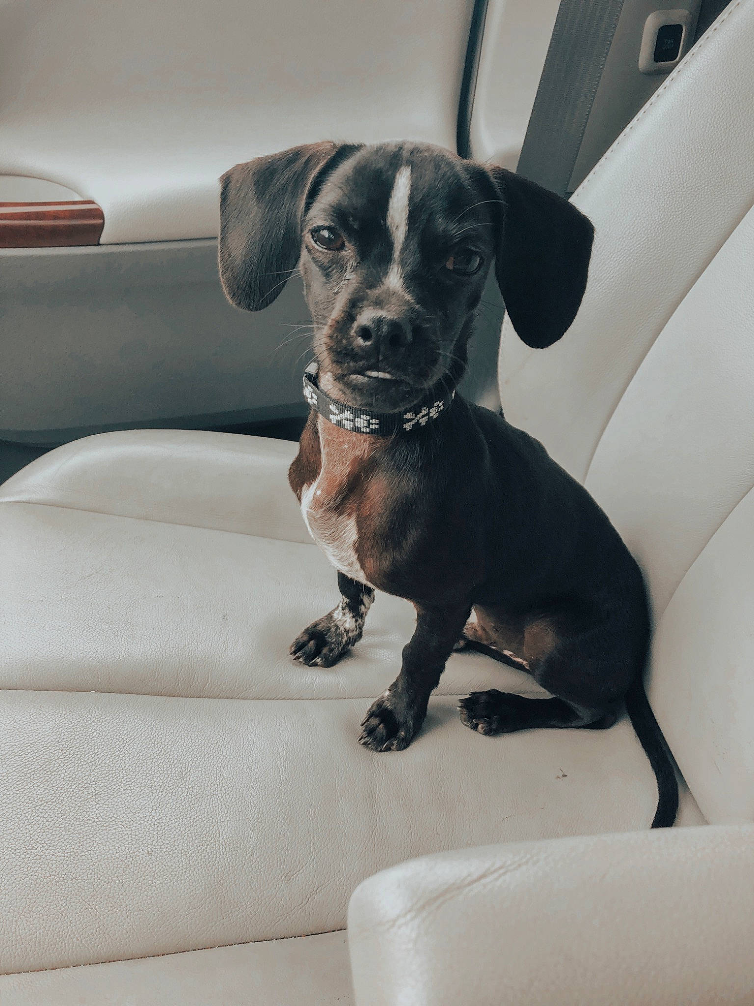 Chippy joined the competition — help win amazing prizes! auto_part, automotive_design, canidae, car, carnivore, collar, comfort, companion_dog, dog, dog_breed, dog_collar, family_car, fawn, personal_luxury_car, snout, sporting_group, vehicle, whiskers, window, working_animal