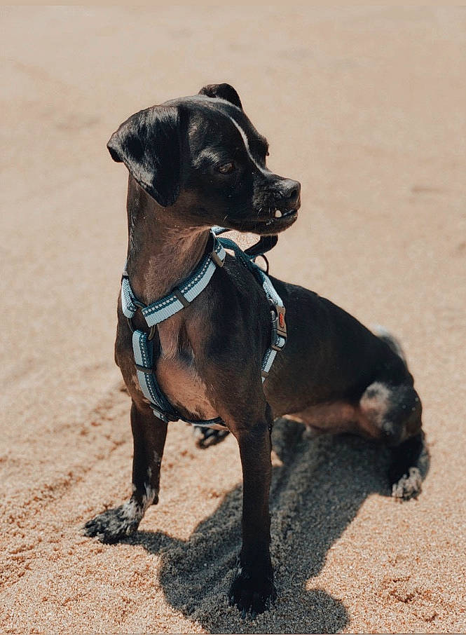 Chippy joined the competition — help win amazing prizes! canidae, carnivore, collar, companion_dog, dog, dog_breed, dog_collar, dog_supply, fashion_accessory, fawn, leash, liver, personal_protective_equipment, pet_supply, snout, sporting_group, tail, terrestrial_animal, working_animal, working_dog