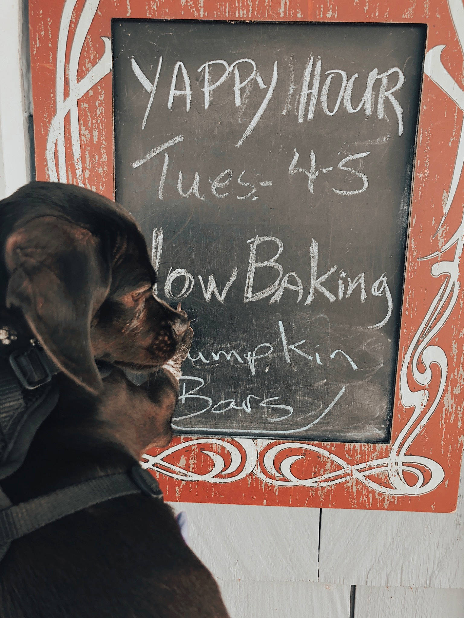 Chippy is registered to the contest to win money with this photo: blackboard, canidae, carnivore, chalk, companion_dog, dog, dog_breed, eyewear, font, fur, handwriting, liver, room, slate, snout, sporting_group, visual_arts, whiskers, working_animal, writing