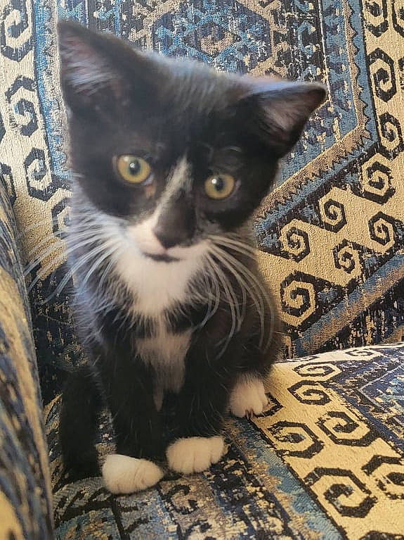 Avery is registered to the contest to win money with this photo: black_cat, box, carnivore, cat, claw, domestic_short_haired_cat, felidae, flooring, fur, iris, pattern, paw, rug, sitting, small_to_medium_sized_cats, snout, tail, terrestrial_animal, whiskers, wood