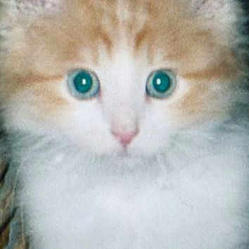 Harry