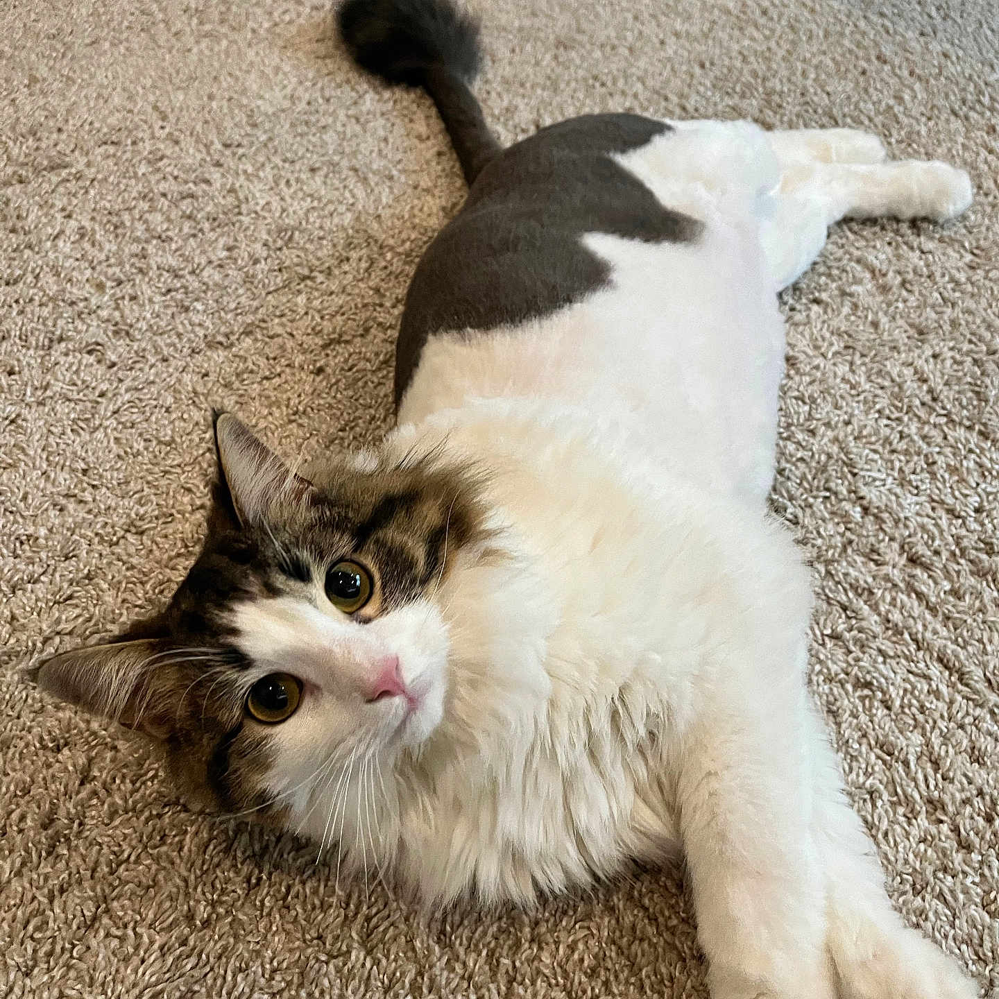 Luna