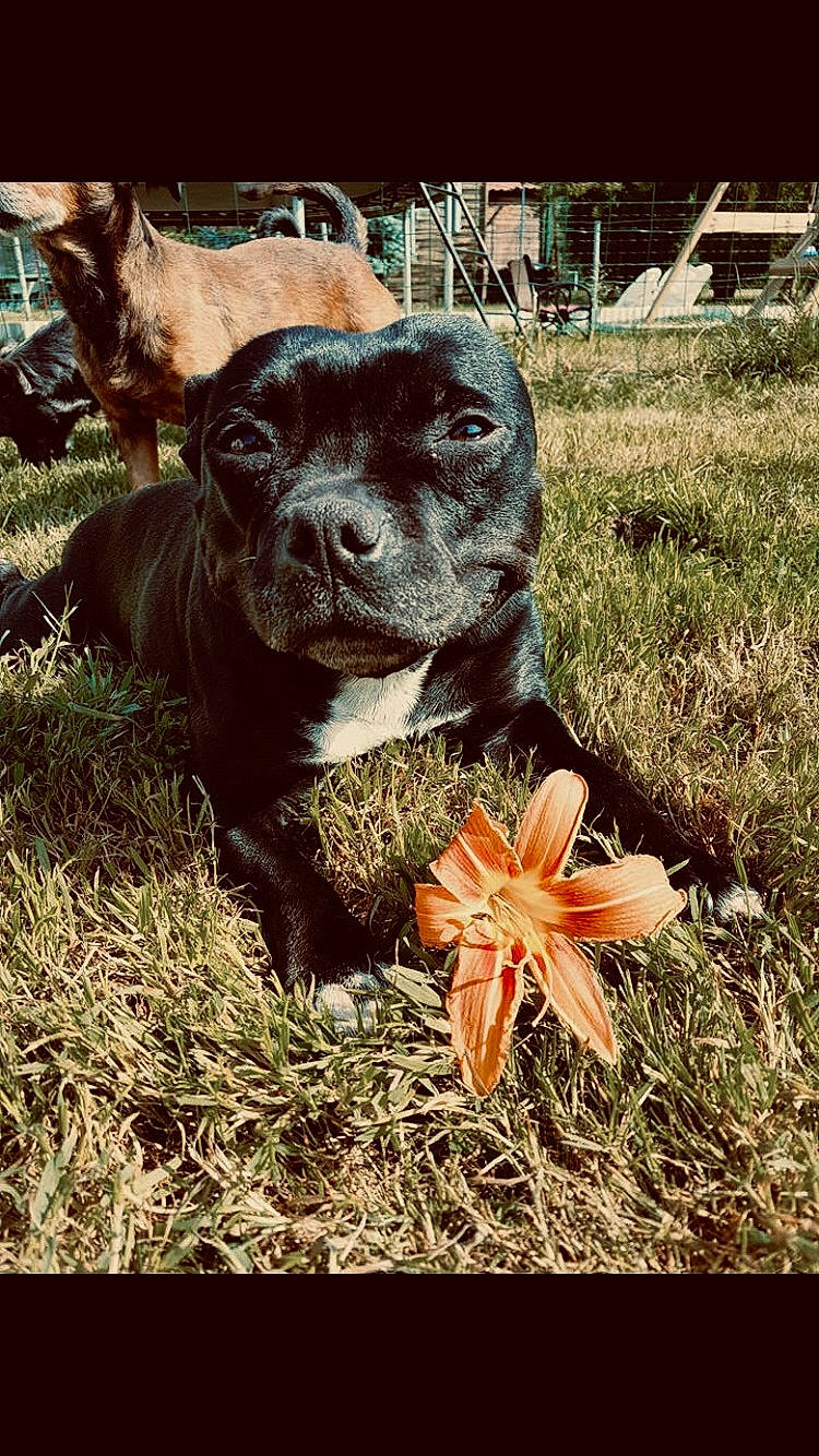 Izzi a rejoint le concours — aidez-le/la à gagner de superbes lots ! american_pit_bull_terrier, cane_corso, canidae, carnivore, dog, dog_breed, fawn, grass, guard_dog, non_sporting_group, pit_bull, plant, puppy, sporting_group, tree