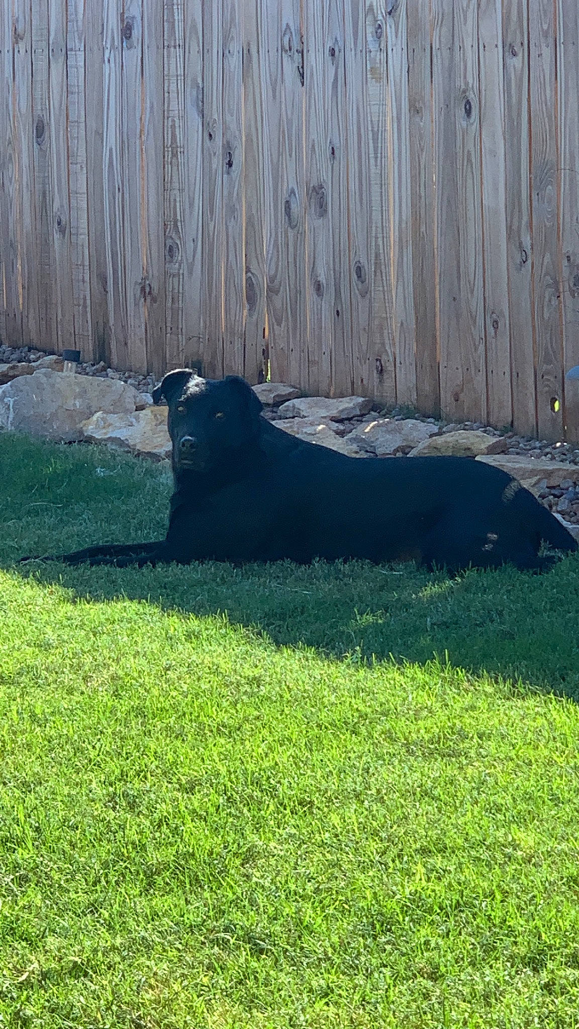 Axel is registered to the contest to win money with this photo: dog_breed, fawn, felidae, fence, grass, grass_family, grassland, groundcover, home_fencing, landscape, lawn, plant, shadow, snout, tail, terrestrial_animal, tints_and_shades, tree, trunk, wood