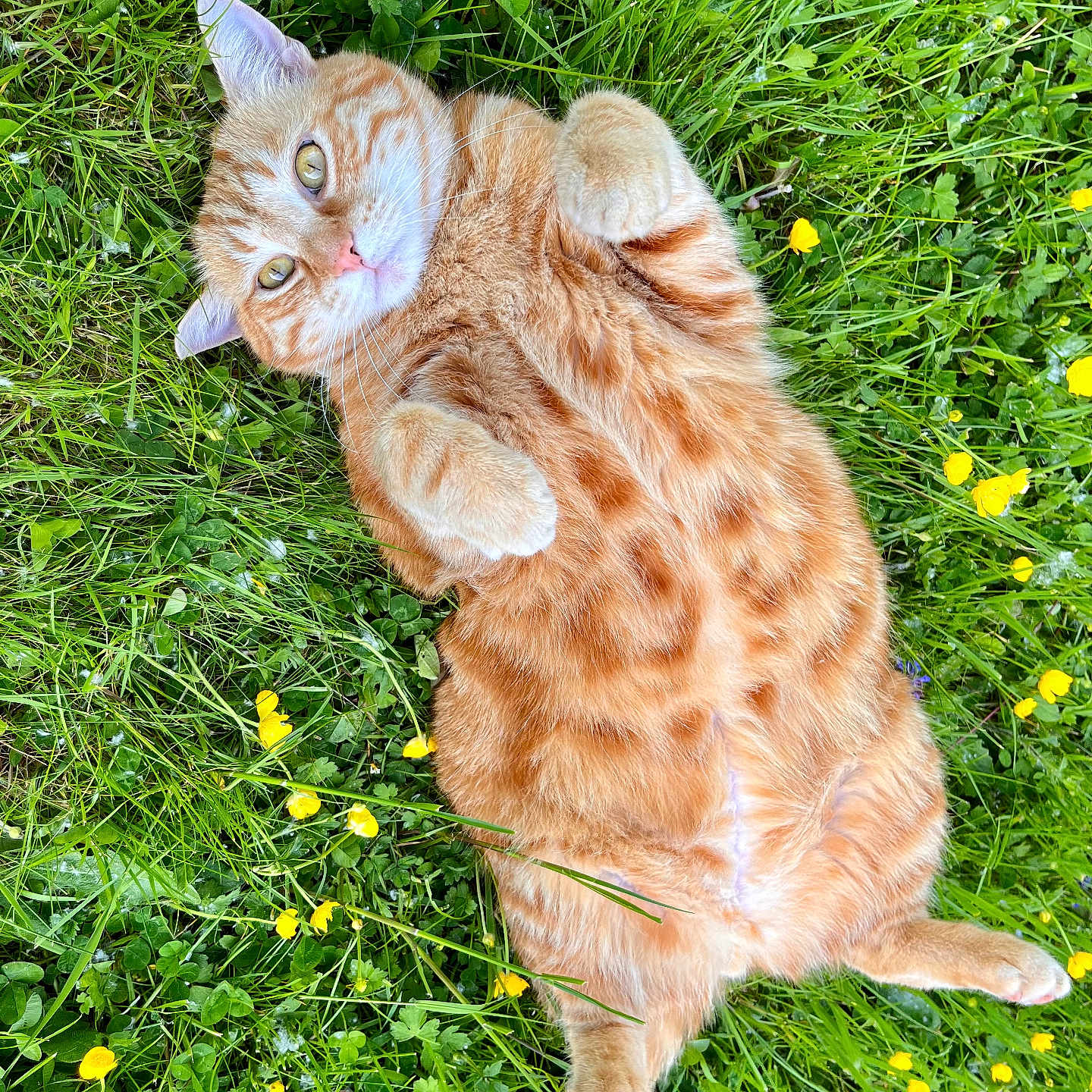 Bidou a rejoint le concours — aidez-le/la à gagner de superbes lots ! abyssinian, animal, cat, countryside, field, flower, grass, grassland, green, herbal, herbs, kitten, lawn, manx, meadow, nature, outdoors, pet, plant, rural