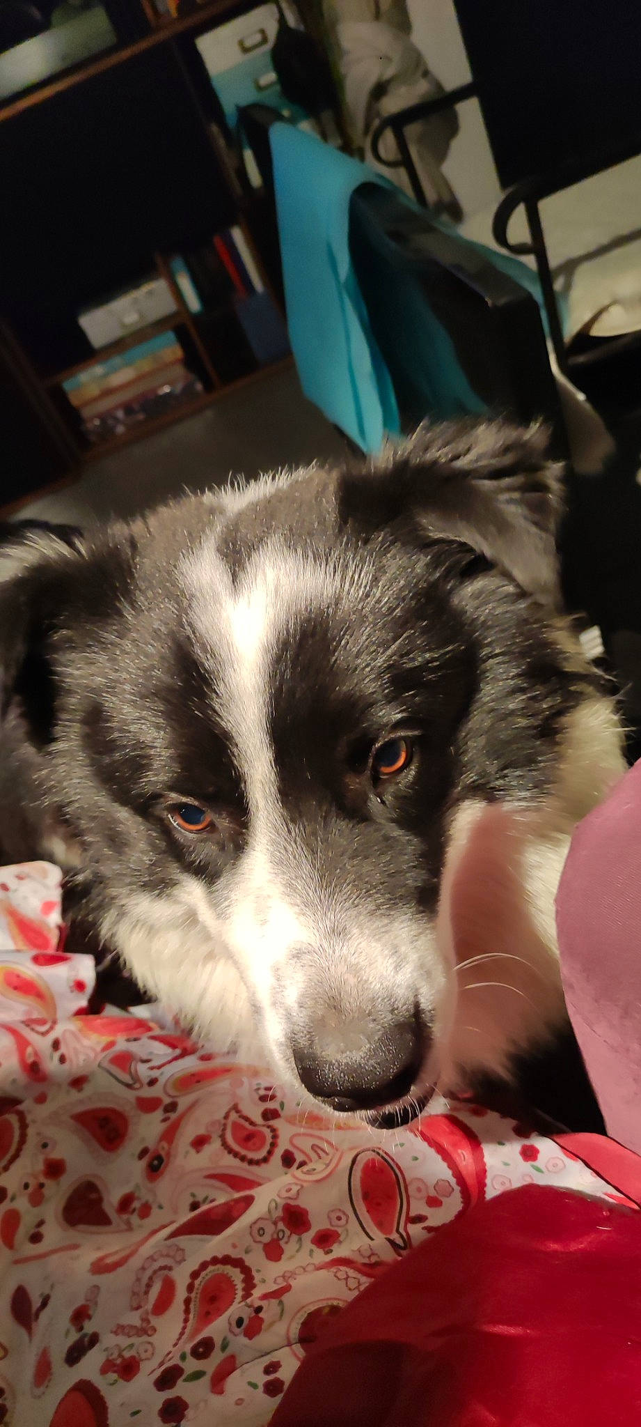 Tchang a rejoint le concours — aidez-le/la à gagner de superbes lots ! border_collie, bored, canidae, carnivore, companion_dog, dog, dog_breed, fur, grass, herding_dog, snout, sporting_group, terrestrial_animal, texas_heeler, whiskers, working_animal, working_dog