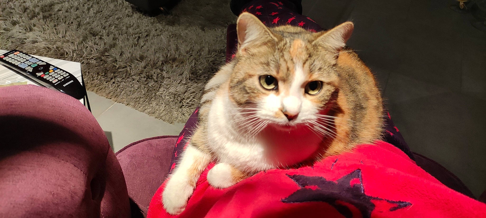 Nala a rejoint le concours — aidez-le/la à gagner de superbes lots ! carmine, carnivore, cat, claw, domestic_short_haired_cat, eye, fawn, felidae, fur, grass, lap, paw, plant, sitting, small_to_medium_sized_cats, snout, tail, tree, whiskers, window