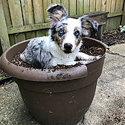 Remi joined the competition — help win amazing prizes! dog, puppy, flower_pot, soil, dirt, blue_eyes, outdoor, fence, concrete, playful, pet, animal, garden, mischievous, cute, brown_pot, white_fur, black_spots, ears_up, lying_down