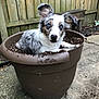 dog, puppy, flower_pot, soil, dirt, blue_eyes, outdoor, fence, concrete, playful, pet, animal, garden, mischievous, cute, brown_pot, white_fur, black_spots, ears_up, lying_down