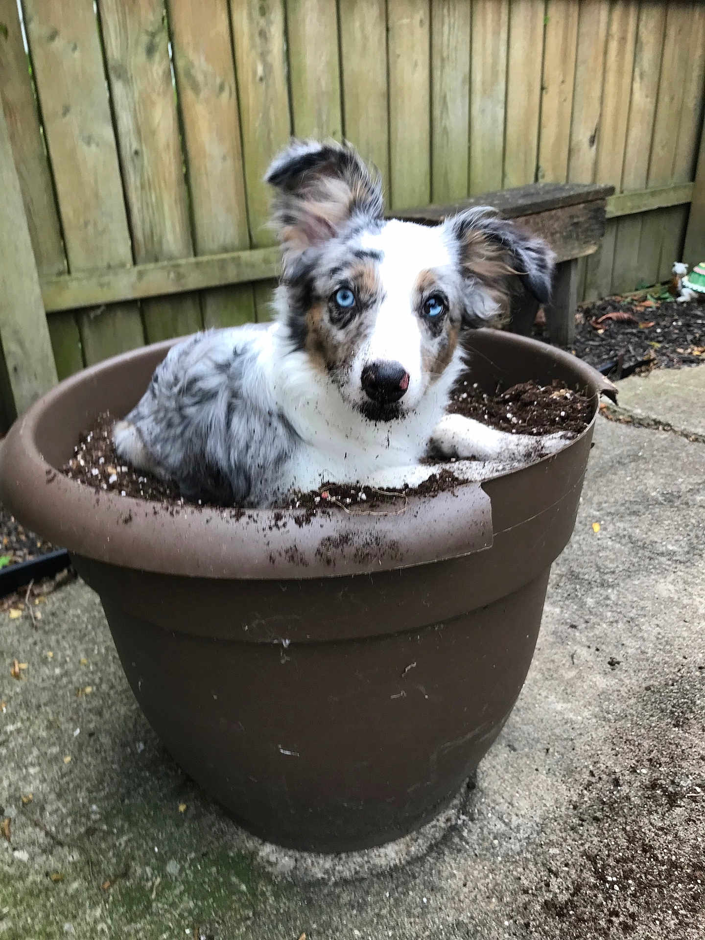 Remi joined the competition — help win amazing prizes! dog, puppy, flower_pot, soil, dirt, blue_eyes, outdoor, fence, concrete, playful, pet, animal, garden, mischievous, cute, brown_pot, white_fur, black_spots, ears_up, lying_down