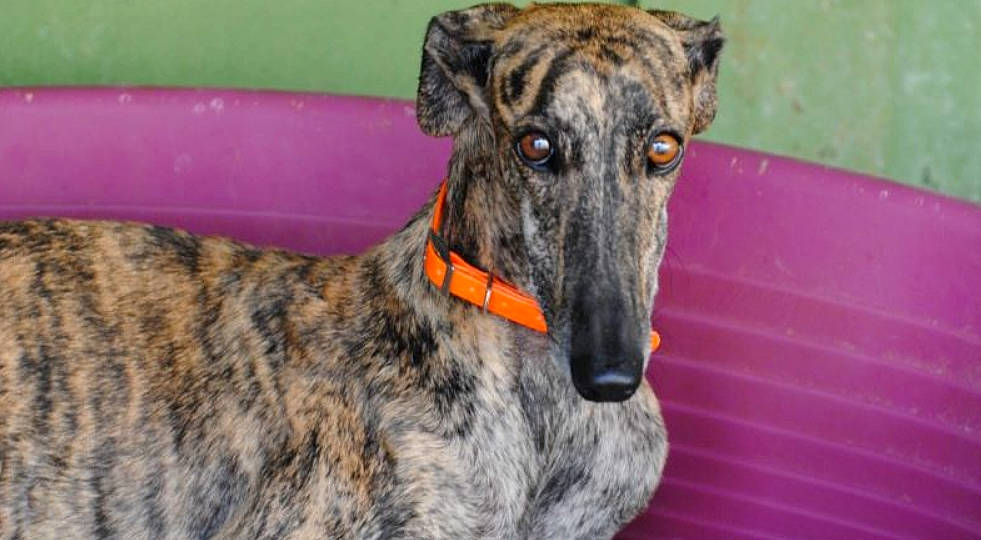 Sully participe au concours pour gagner de l'argent avec cette photo : american_staghound, canidae, carnivore, dog, dog_breed, galgo_espanol, greyhound, hortaya_borzaya, lurcher, magyar_agar, mammal, mudhol_hound, polish_greyhound, rampur_greyhound, sighthound, sloughi, snout, treeing_tennessee_brindle, vertebrate, whippet