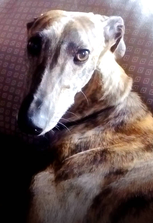 Sully participe au concours pour gagner de l'argent avec cette photo : american_staghound, canidae, carnivore, dog, dog_breed, galgo_espanol, greyhound, hortaya_borzaya, italian_greyhound, lurcher, magyar_agar, mammal, polish_greyhound, rampur_greyhound, sighthound, sloughi, snout, vertebrate, whippet, whiskers