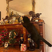 Lucky Star is registered to the contest to win money with this photo: adult, animal, cabinet, canine, cat, dog, female, flower, flowerarrangement, furniture, horse, indoors, interiordesign, male, man, person, pet, plant, pottedplant, wood