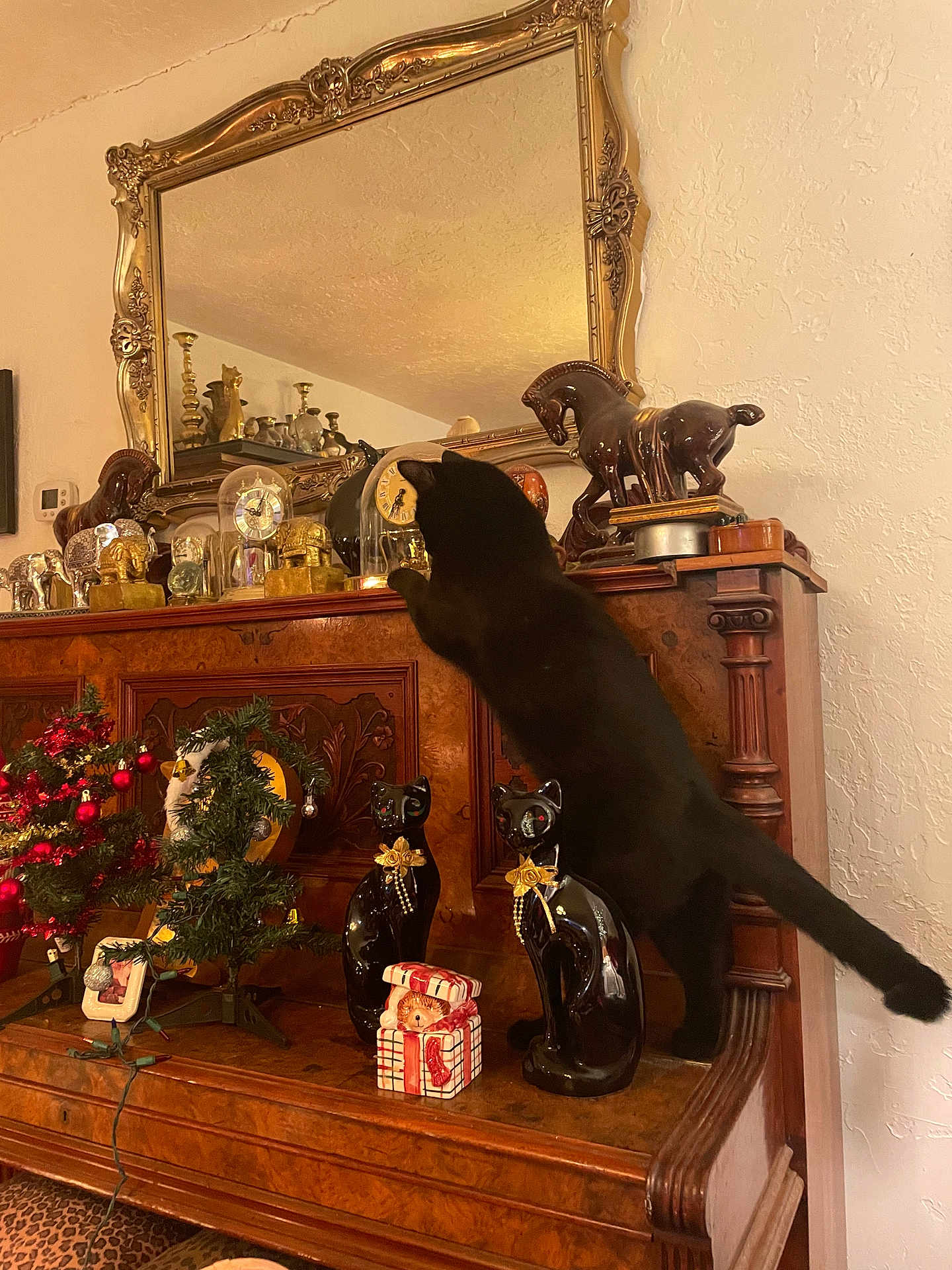 Lucky Star is registered to the contest to win money with this photo: adult, animal, cabinet, canine, cat, dog, female, flower, flowerarrangement, furniture, horse, indoors, interiordesign, male, man, person, pet, plant, pottedplant, wood