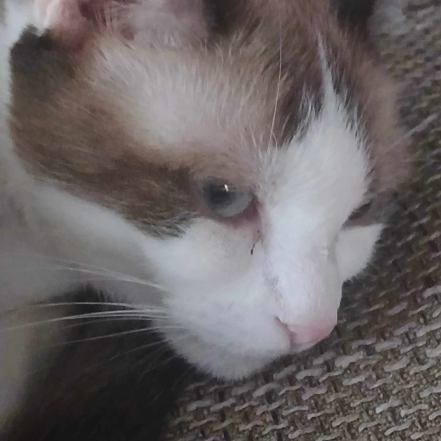 Chatounette participe au concours pour gagner de l'argent avec cette photo : cat, feline, pet, close_up, sleepy, resting, white_fur, brown_fur, pink_nose, whiskers, eye, face, muzzle, ear, fur, cozy, indoor, fabric, textured_background, portrait